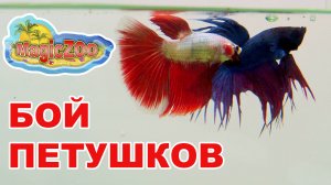 Бой петушков. Красивая рыбка? или Безжалостный боец?