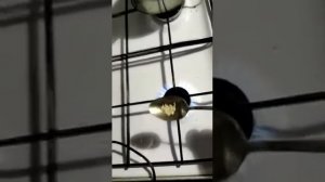 Качество риса. Как отличить подделку от ностоящего