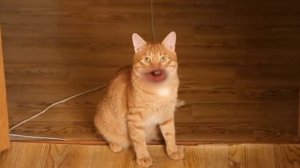 Ты что-то забыл здесь , петушок?