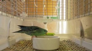 Сегодня на обед пророщенка