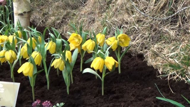 Fritillaria Sunray - DutchGrown.com - Fritillaria Flower Bulbs смотреть онлайн
