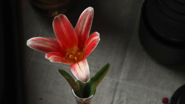 Blooming Tulip - Time-Lapse 1hr into 30sec смотреть онлайн