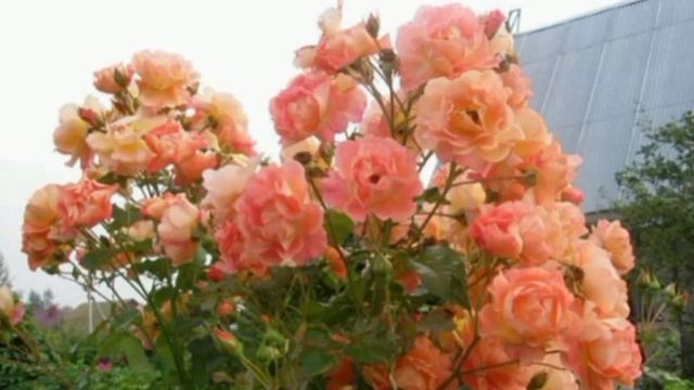 ВЬЮЩИЕСЯ КРАСАВИЦЫ ДЛЯ САДА, НАСТРОЕНИЯ И ДУШИ / CLIPPING BEAUTIES FOR THE GARDEN, MOOD AND SOUL