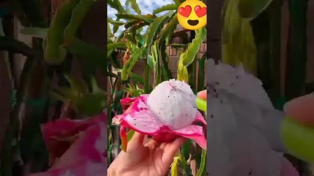 #dragon fruit opening in easy way. #satisfying #yummy #yt @mercycabasagchannel