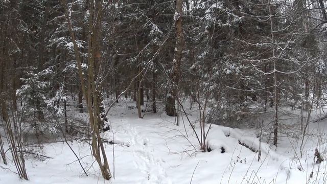 Охота с русскими гончими на зайца смотреть онлайн