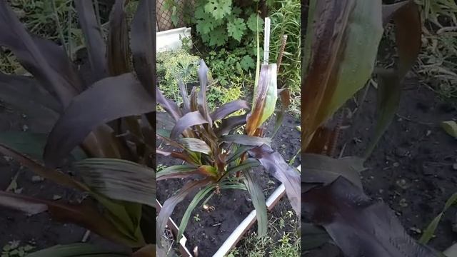 Пеннисетум сизый Пурпл Барон "зацвел". смотреть онлайн