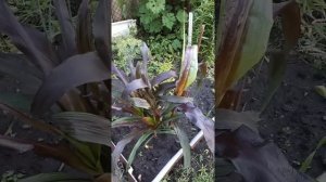 Пеннисетум сизый Пурпл Барон "зацвел".