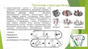 Магомедова З. М.  Строение и свойства белков 2021г.