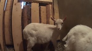 Ошибки при содержании коз