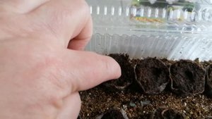 посев эустомы в торфяные таблетки.