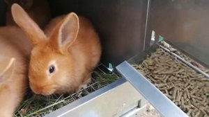 Заводим кроликов