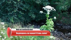 Самые Опасные Растения в Мире / Топ 10