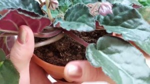 Как часто и правильно поливать фиалки? Мой опыт. Фиалки у Алисы.