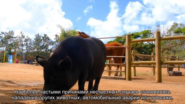 Почему не стоит выпускать на улицу своих кошек смотреть онлайн