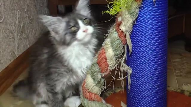 Хвостики: 17 котів породи мейн-кун смотреть онлайн