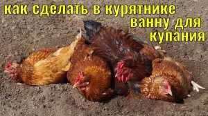 Как сделать в курятнике песчано зольную ванну для избавления кур от паразитов