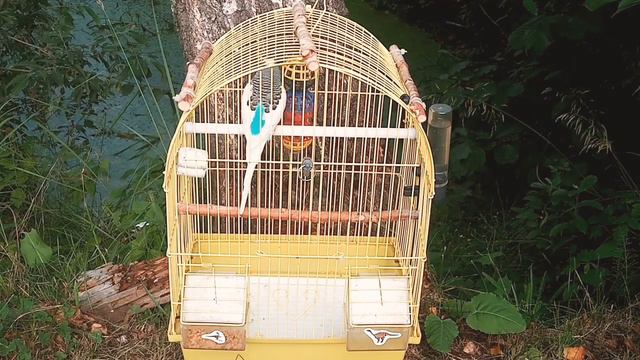 10 самый интересных фактов о попугаях 1 часть. смотреть онлайн