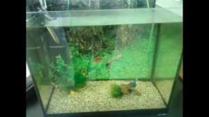 Барбусы и тернеция/ Рыбки в аквариуме
