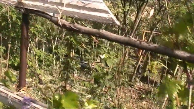 цветёт барбарис и обновление в саду