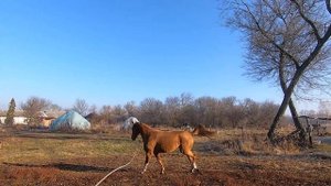 Продаётся лошадь.Безобразница. Кобыла донской породы.