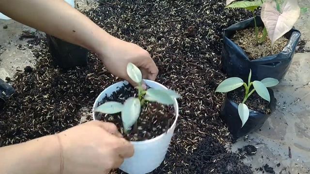 Repotting Philodendron Hastatum Silver Sword Dan Syngonium Pink Flecked