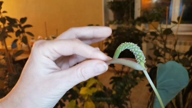 Подробный обзор комнатных растений. 2часть смотреть онлайн