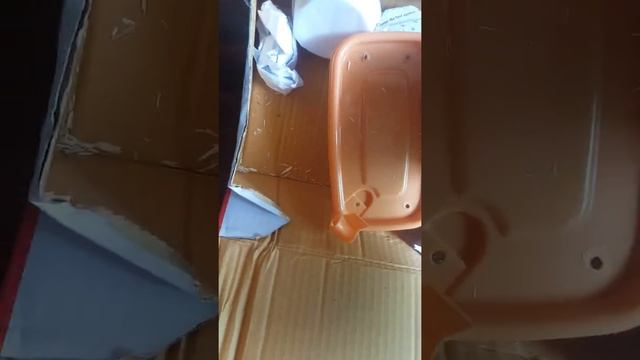 Unboxing Ball Python Morph : Butter Female