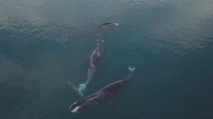 Шантарские острова