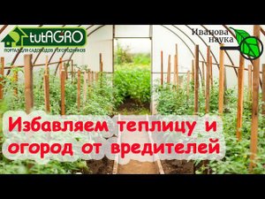 ИЗБАВЛЯЕМ ТЕПЛИЦУ ОТ ВРЕДИТЕЛЕЙ ГРАМОТНО. Как МОЖНО и как НЕ НУЖНО проводить дезинсекцию почвы.