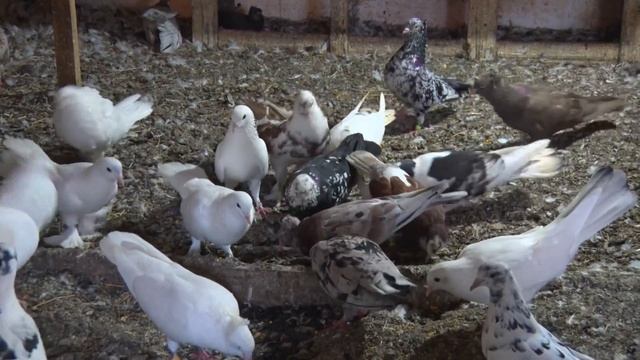 Краснодарские красные белобородые, Шейки, Мраморные, Широкохвостые - голуби Алексея Конотоп смотреть онлайн