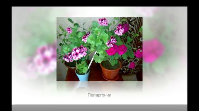 Комнатные растения для ЮЖНЫХ окон смотреть онлайн