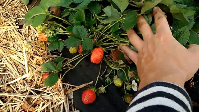 18 октября!!! А Клубника спеет)) смотреть онлайн