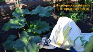 Подкормка кабачков в открытом грунте