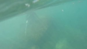 Подводная охота на лобана. Черное море, Туапсинский р-н. 06.07.15г.
