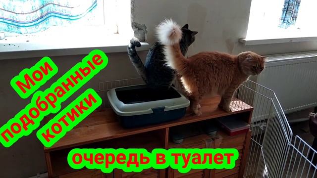 Коты и кошки смешные .Коты украшают мир