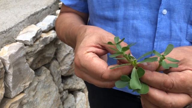 Fitoterapia - Crassula portulacea смотреть онлайн