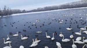 Лебединое озеро. Алтай Советский район. Февраль 2021. Лебеди и утки на озере.
