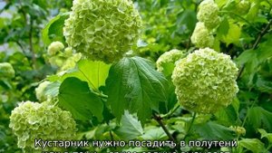 Почему у гортензии зеленые цветы