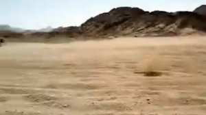 Перекати поле.  Египет. Пустыня.