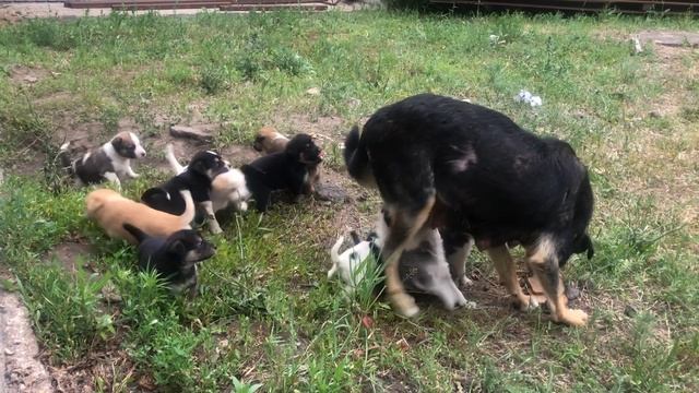 Малыши-щеночки в добрые руки