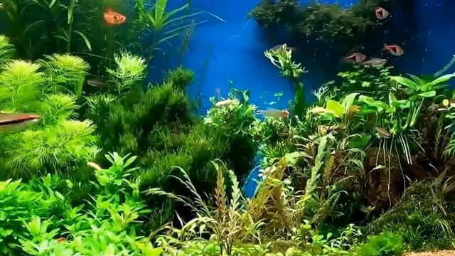 Будни многодеточки. Обзор канала. Про жизнь, про мотивацию, про уют. Моё мнение. смотреть онлайн