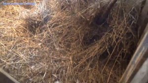 Гоша и Матильда сначала прятали яйцо, а потом пошли в снегу купаться. У нас они лучшие гуси!