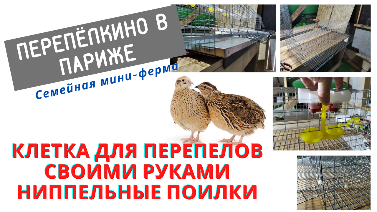 КЛЕТКА ДЛЯ ПЕРЕПЕЛОВ СВОИМИ РУКАМИ. НИППЕЛЬНЫЕ ПОИЛКИ