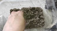 Новая кладка маисового полоза
