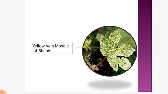 Paper 10- Microbiology, Plant Pathology and Mushroom Culture Technology| Unit 3- Plant Pathology смотреть онлайн