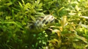 Аквариумная рыбка из Эфиопии, Нильский тетрадон, Tetraodon lineatus, океанариум спб