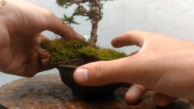 MINI BONSAIS: A SÉRIE - #1 - TUIA NANA (nana gracilis) смотреть онлайн