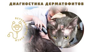 Диагностика дерматофитов - Кожные грибы