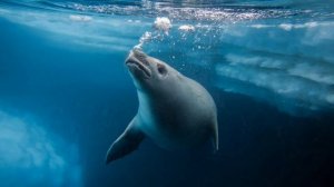 Vangelis. Deliverance