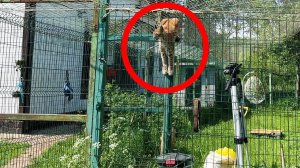 РЫСЕНОК ИЗЮМ ЗАХОТЕЛ СБЕЖАТЬ / У Мелиссы что-то пошло не по плану / Бобриха купается!